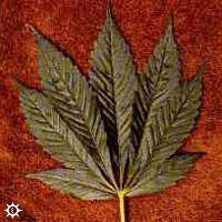 cannabis indica afghani